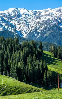 Forestry resource monitoring