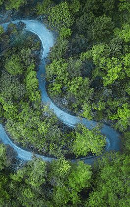 Forestry resource management