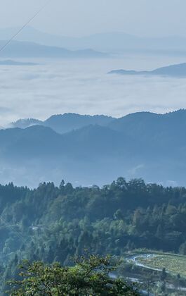 Ancient and famous tree management solution