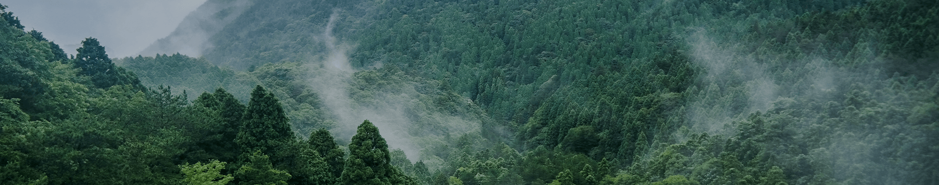 Smart forestry solution
